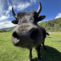 uyenquyentrantruo's profile image