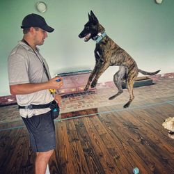 David Saunders | Dog Trainer's profile image