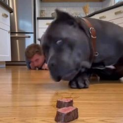 Blinko | Pets's profile image