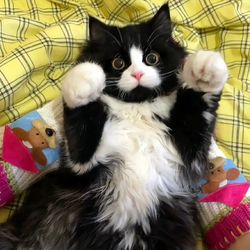 Baby pets 1811's profile image
