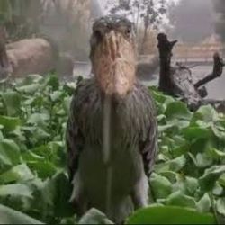 toastfyl's profile image