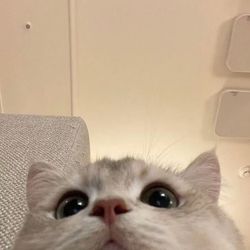 @WhiskerRiot's profile image