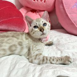 Mirajane The Bengal🐾's profile image