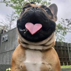 Tom’s tips's profile image