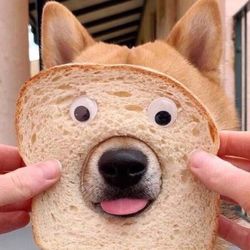 foam's profile image