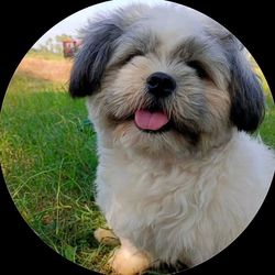 funny video's profile image
