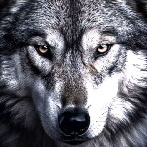 Post Preview Image