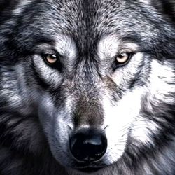 🖤Wolf1971🖤🐺♂️🖤Capricorn🖤's profile image