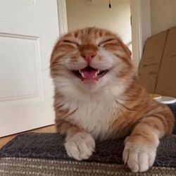 huuthaopham2's profile image