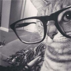 🐈‍⬛ ྀི's profile image