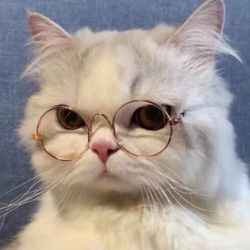 petslover7714's profile image