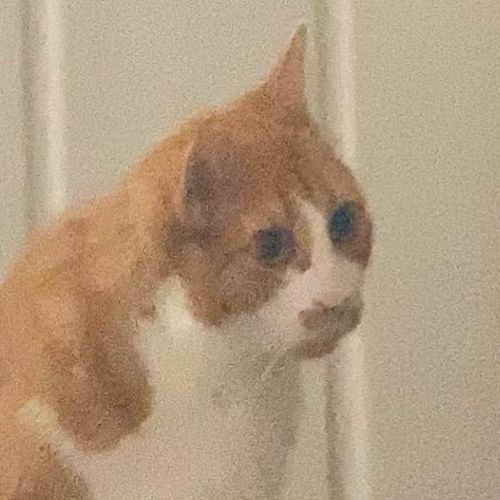 Post Preview Image
