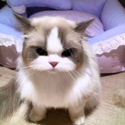 icmiknsd's profile image