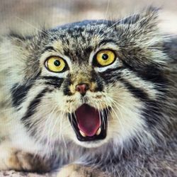 funny.petsower's profile image