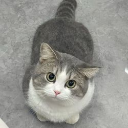 Funny cat behavior's profile image