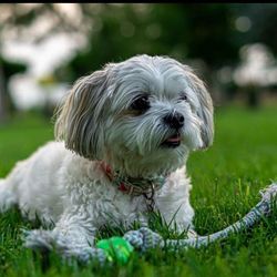 bridgette.pitre's profile image