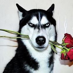 Love pet clinic88's profile image