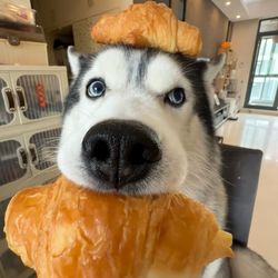 funny cutedog_'s profile image
