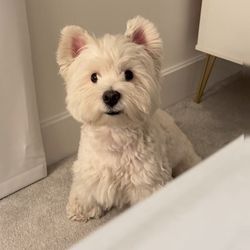bcogmypct2383's profile image