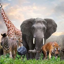 Love Animals's profile image