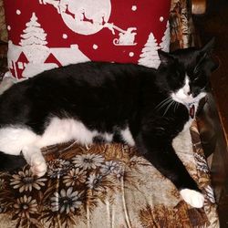 lucky my cat's profile image