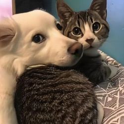 The Daily Boop's profile image