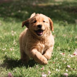 Pacha and Bucket the Goldens's profile image