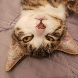 georgie's profile image