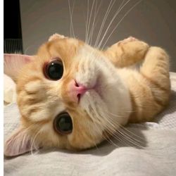 Hu R yound's profile image