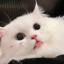 crazypetcrew's profile image