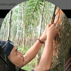 Sap Harvest's profile image