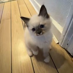 cfthebff's profile image