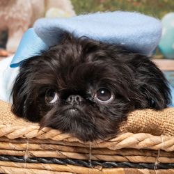 Nigella the Griffon's profile image