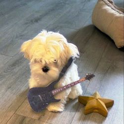Love animals11's profile image