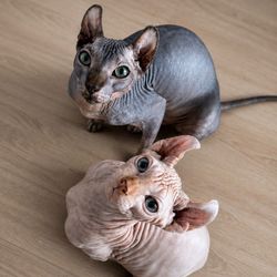 Bagheera&Mowgli's profile image