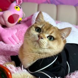 Mom_of_catss's profile image