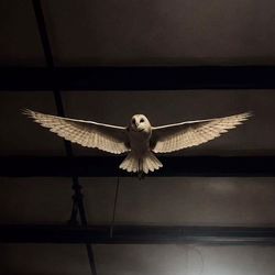 stay up's profile image