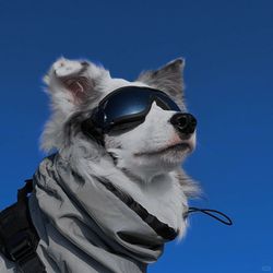 petctue.angel's profile image