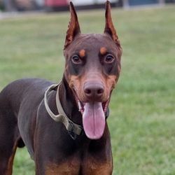 Drax & Co. 🐾's profile image