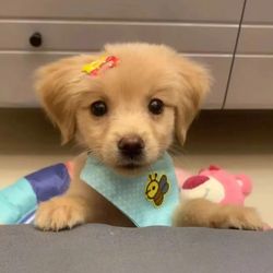 funny_dogs001's profile image