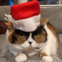Alsupinyourface's profile image