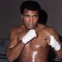 pureboxinghub's profile image