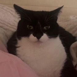 Darcey🌷's profile image