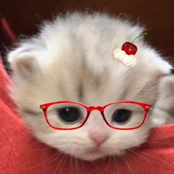 ffggvbhbj's profile image