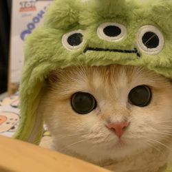 Cute cat's profile image