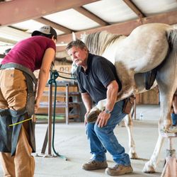 Peter Horse And Farm's profile image