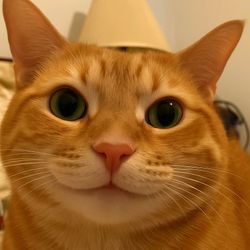 tequila lemon's profile image