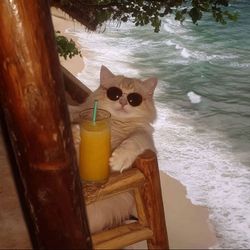 Carly Madison's profile image