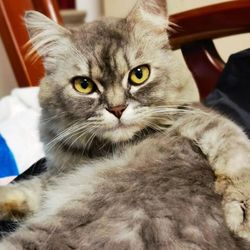 mifang483's profile image