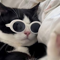 cat_meowlover's profile image